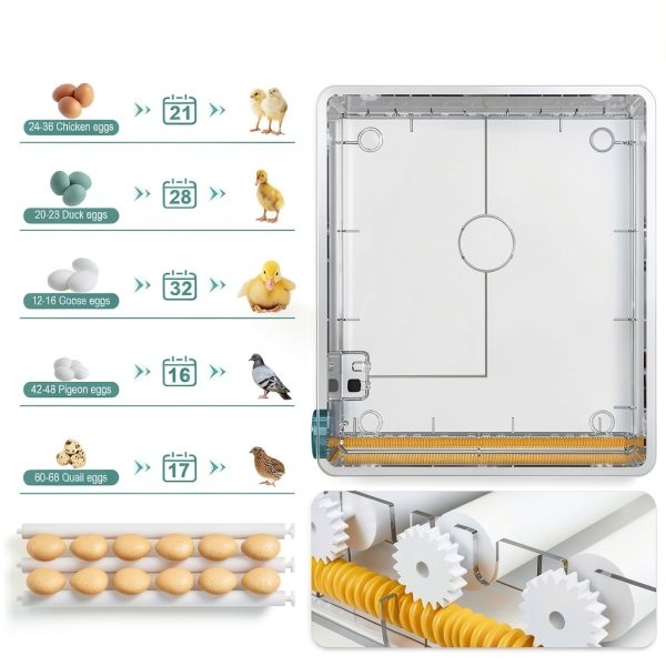 CoInceptus JL36 Poultry Egg Incubator for Chicken, Quail, Duck, and-6